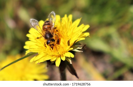 Bee colecting pollen from flower