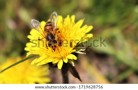 Bee colecting pollen from flower