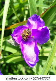 Bee colecting pollen from Tradescantia ohiensis during the beautiful sunny day