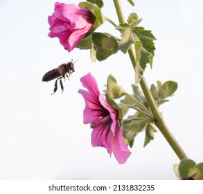 Bee colecting pólen from purple flower.