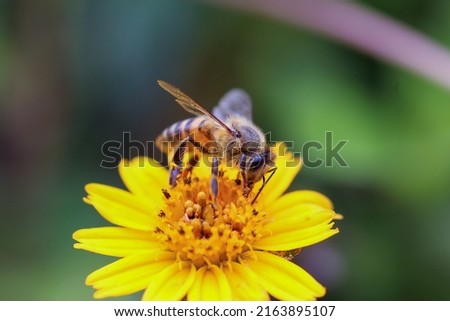 Bee collecting honey on flower
