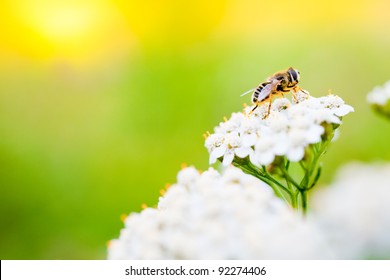 Bee collecting nectar from a flower in sunny spring day