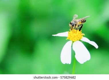 The bee is collecting nectar from flowers. - Powered by Shutterstock