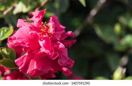 Bee Collecting Pollen From A Camellia Flower In Australia