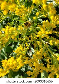 Bee Collecting Pollen At Lakeshore, Ontario