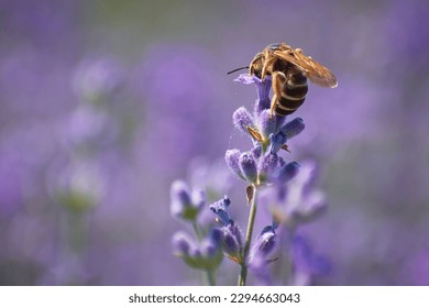 bee collecting pollen from lavender flower 2 - Powered by Shutterstock