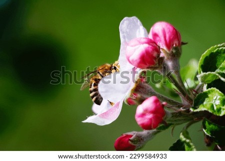 Similar – Image, Stock Photo Blühender Apfelbaum im Garten