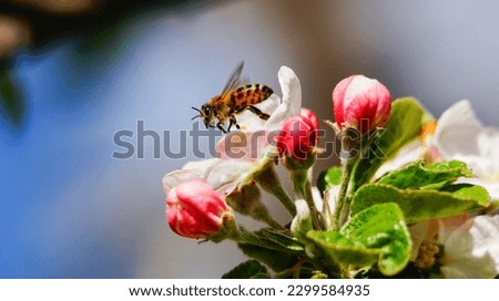 Similar – Image, Stock Photo Blühender Apfelbaum im Garten