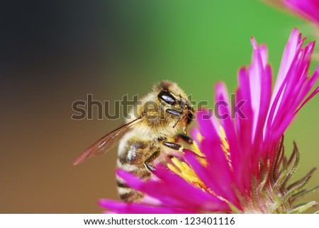 Similar – Image, Stock Photo adherence Nature Plant