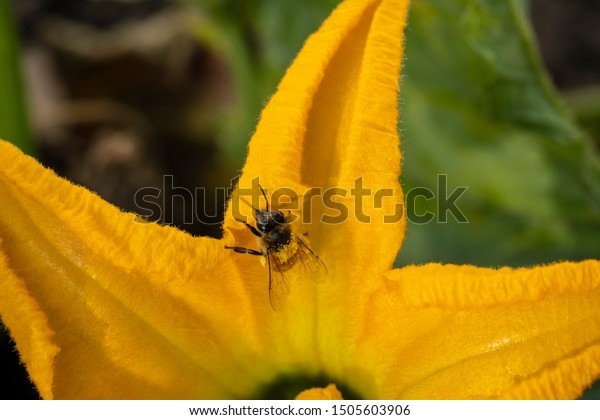 Apis Cerana Indica Honey Bee Stock Photo 1628120368 | Shutterstock