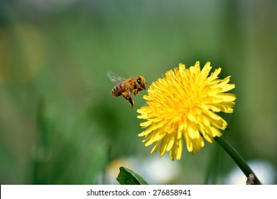 Bee collects honey with dandelions