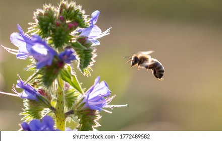 A bee collects honey on blue flowers on nature.