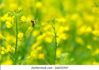 The bee collects honey on a rape flower