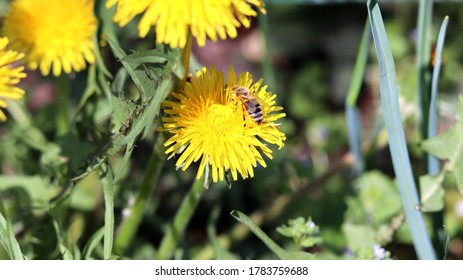 bee collects nectar from a dandelion