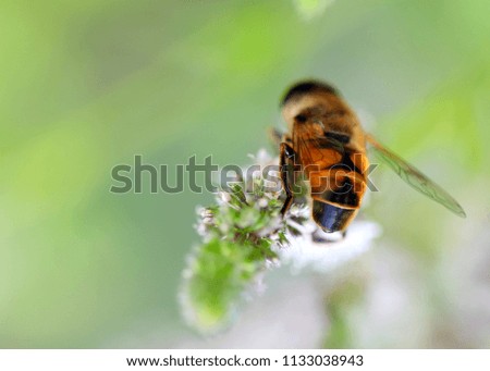 Similar – Image, Stock Photo earth bee Nature Plant