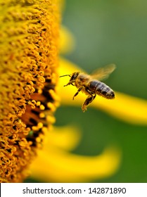 A Bee Collects Nectar From Flowers.