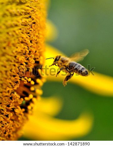 A bee collects nectar from flowers.