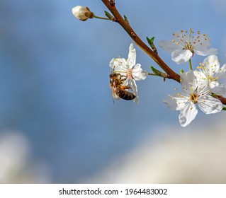 Bee Collects Nectar From Flowers Of Blooming Fruit Trees