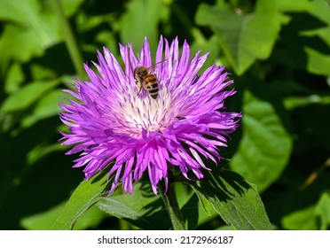A Bee Collects Nectar From A Garden Cornflower. 