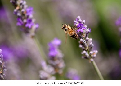 
The bee collects nectar from lavender flowers.