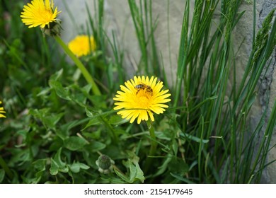 Bee collects nectar on a dandelion, yellow dandelion, green grass. Yellow pollen.