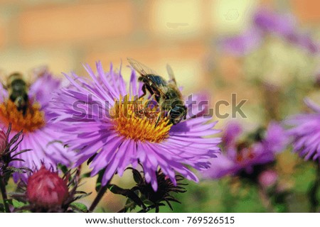 a bee collects nectar on a purple flower. close-up
