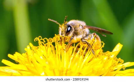 bee collects nectar on a yellow flower