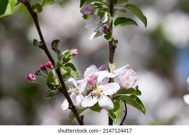 A bee collects nectar and pollen from an apple blossom.