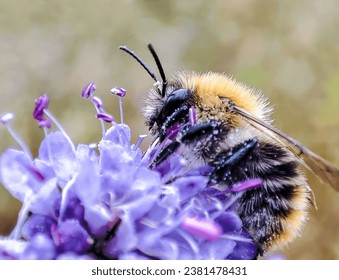 A bee collects nectar from a purple flower. Macro photography.