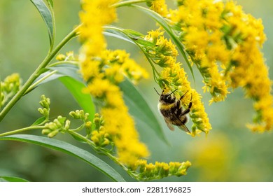 bee collects nectar sitting on yellow goldenrod flower close up