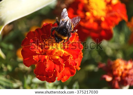 Bee collects nectar sitting on an orange marigold. Nature