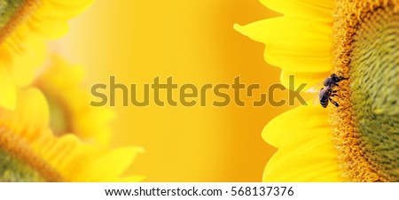 Bee collects nectar from a sunflower flower on orange blurred background, banner for website. Panorama. Blurred space for your text.