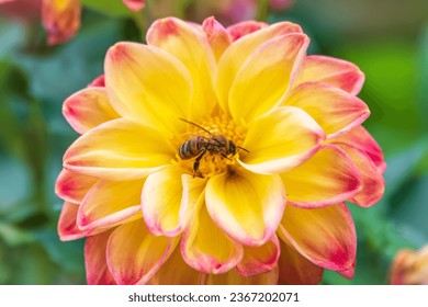 A bee collects nectar from yellow flowers of Yellow dahlia flower in the garden in summer close-up. Beautiful yellow flowers on blured background