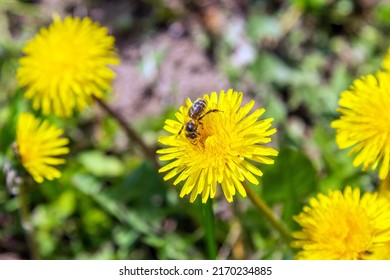 A bee collects pollen from a dandelion flower (scientific name Taráxacum). Shallow depth of field, selective focus, macro. Transcarpathia, Ukraine, Europe.