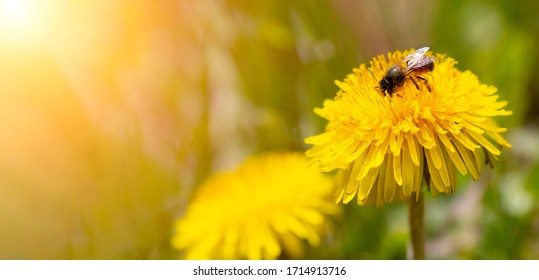 A Bee Collects Pollen From A Dandelion. The Stigma And Trunk Are Covered With Pollen. Closeup Shot, Free Space For Text.