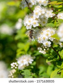 a bee collects pollen on a flowering shrub - Shutterstock ID 1571630035
