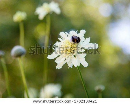 Similar – Foto Bild Biene sammelt Pollen an einer Kleeblüte