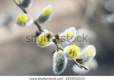 bee collects pollen on a yellow spring flower. willow branch with yellow spring flowers. delicate willow flowers in spring. Active work of bees to collect pollen. lot of pollen and nectar. close-up