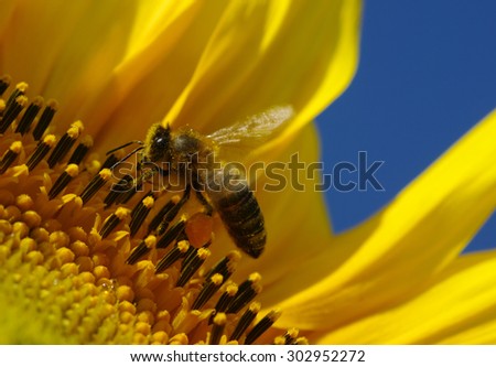 bee collects pollen in the sunflower 