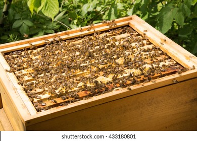 Bee Colony In A Apiculture In Germany .