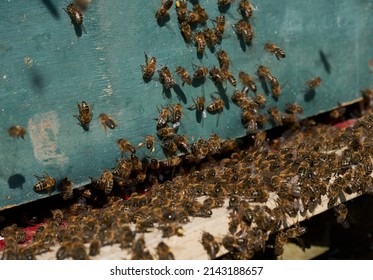 Bee Colony In The Beehive