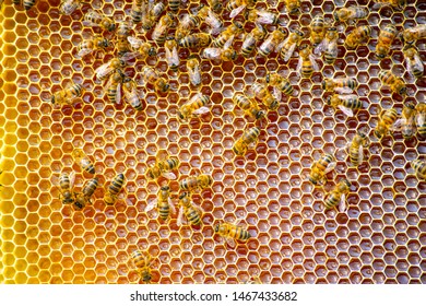 Bee Colony On Honeycombs - Selective Focus