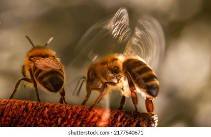 The bee cools the hive in the summer heat, creates wind by flapping its wings.