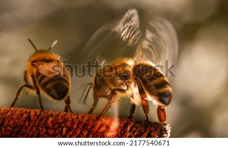The bee cools the hive in the summer heat, creates wind by flapping its wings.