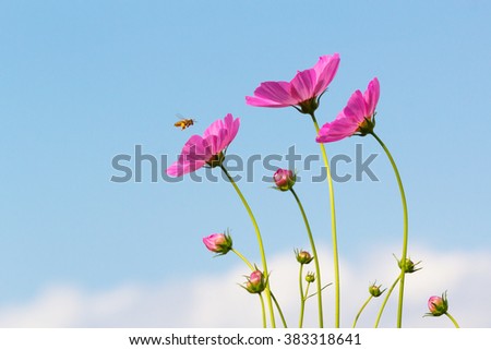 Bee and cosmos flowers with blue sky.