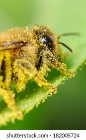 Bee Covered in Pollen