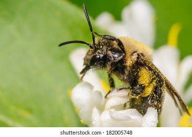 Bee Covered in Pollen