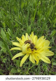 A Bee covered in pollen