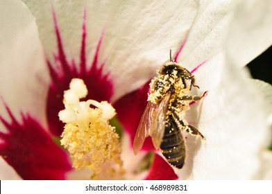 Bee covered with pollen