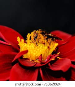 Bee covered with pollen